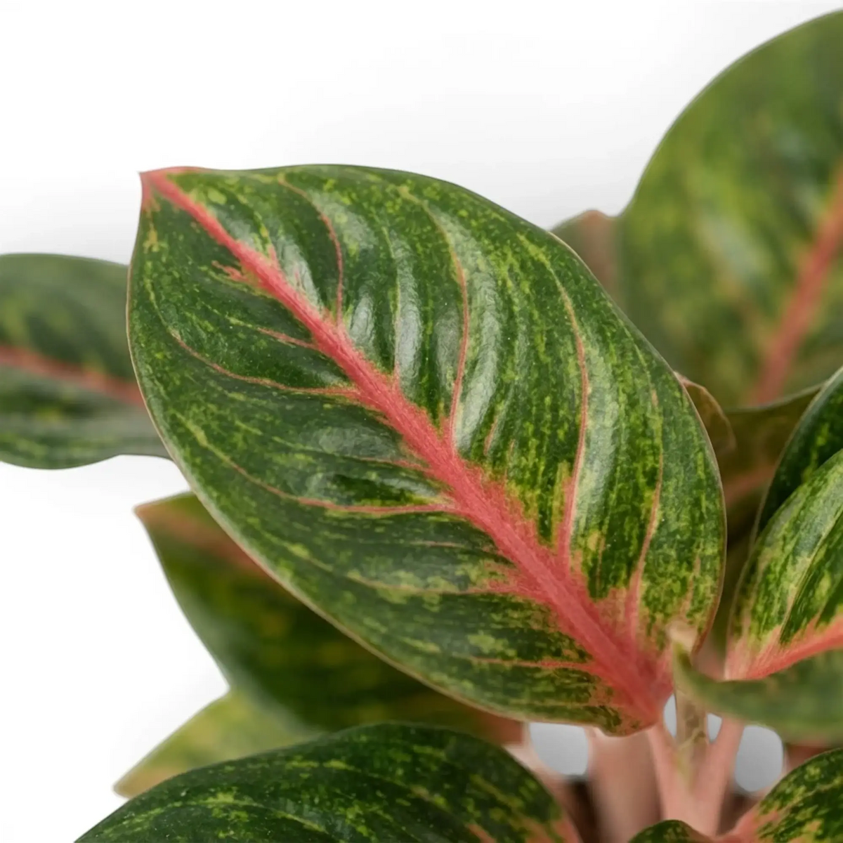 Blattdetail von Aglaonema ‘Olive Red’ mit rosa Mittelrippe und feiner gelber Zeichnung auf tiefem Grün.