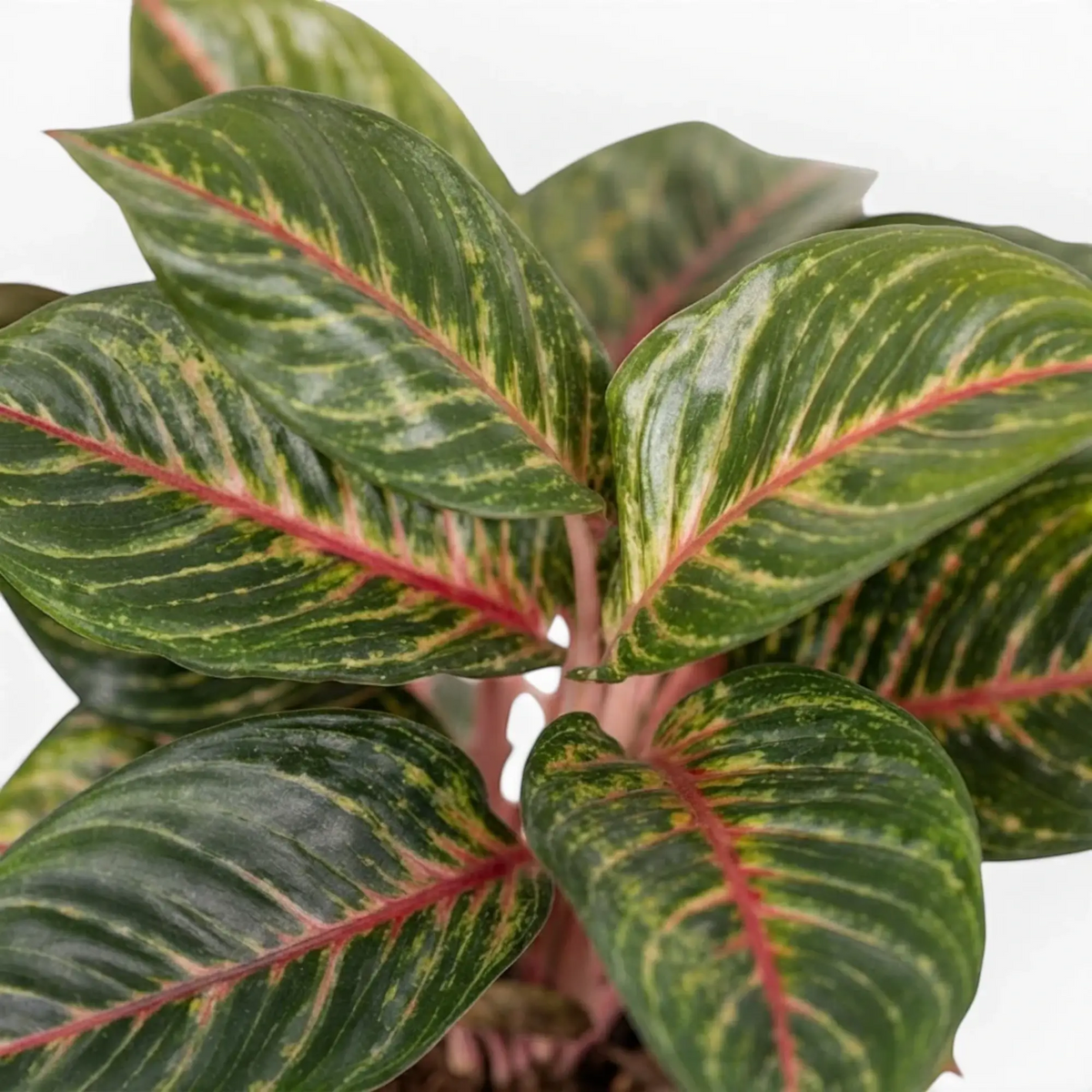 Blätter von Aglaonema ‘Olive Red’ mit rosa Mittelrippen und unregelmäßigen gelbgrünen Sprenkeln.