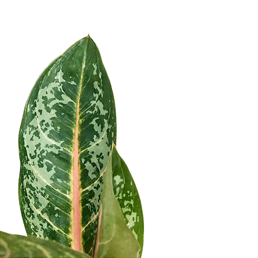 Nahaufnahme eines Blatts von Aglaonema 'Orange Flame' vor weißem Hintergrund.
