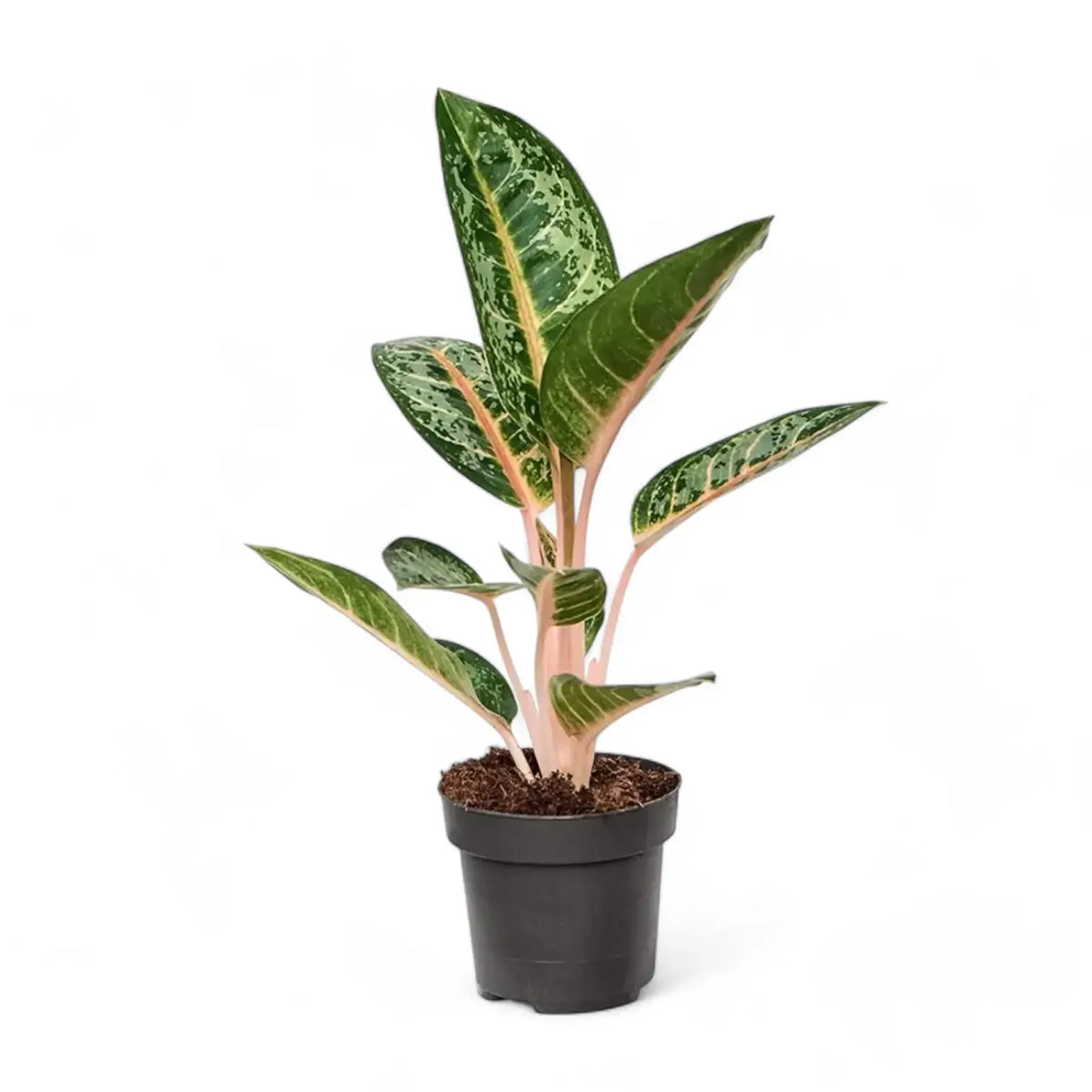 Aglaonema 'Orange Flame' – Topfpflanze im Kulturtopf vor weißem Hintergrund, Produktfoto 2.