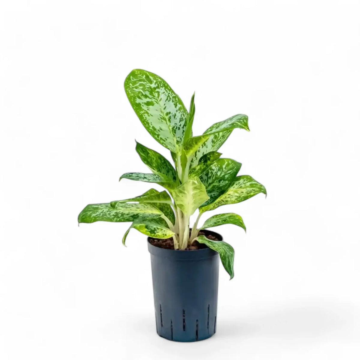 Aglaonema 'Pearl' potted plant in nursery pot on white background.