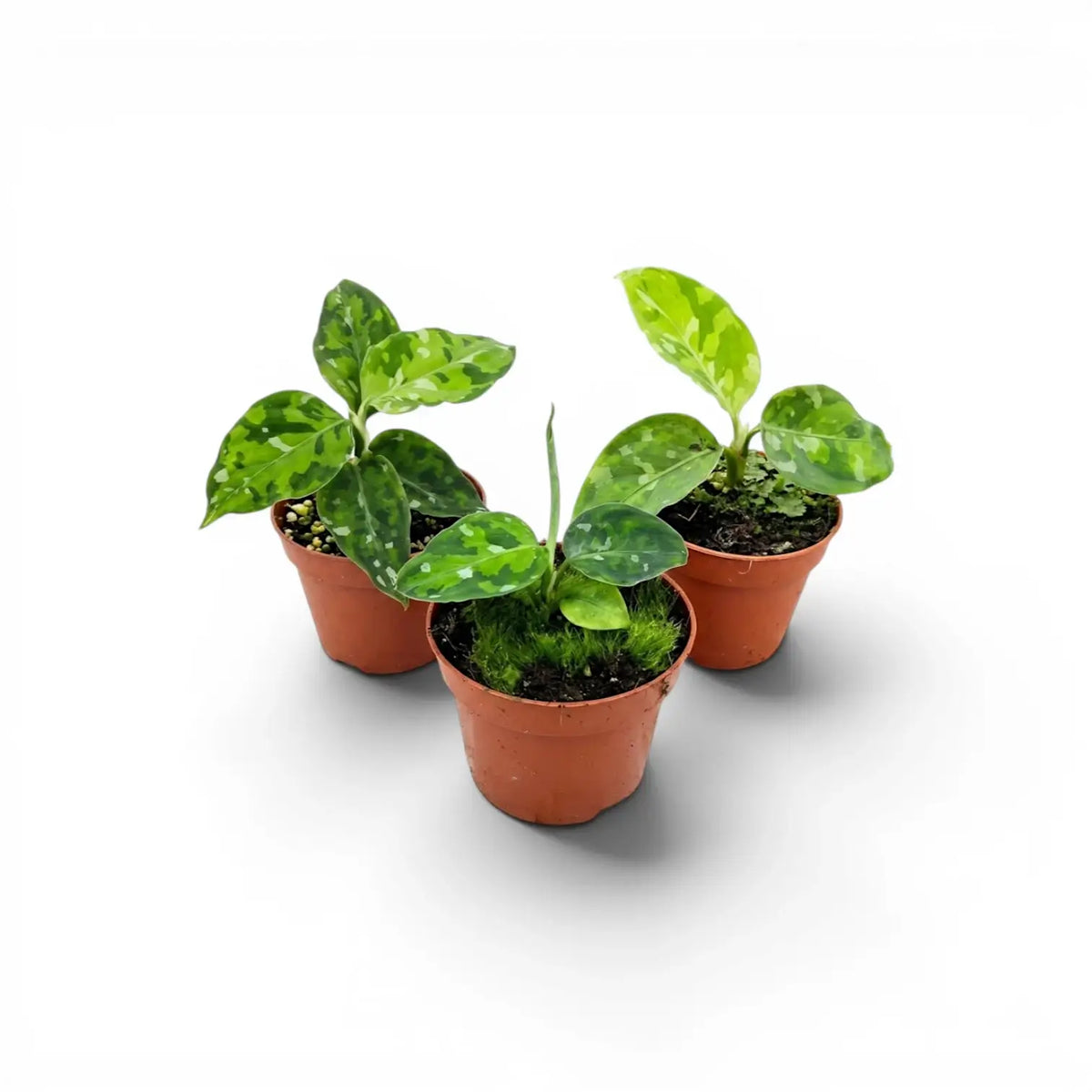 Aglaonema pictum 'Tricolor' baby plant in a nursery pot.