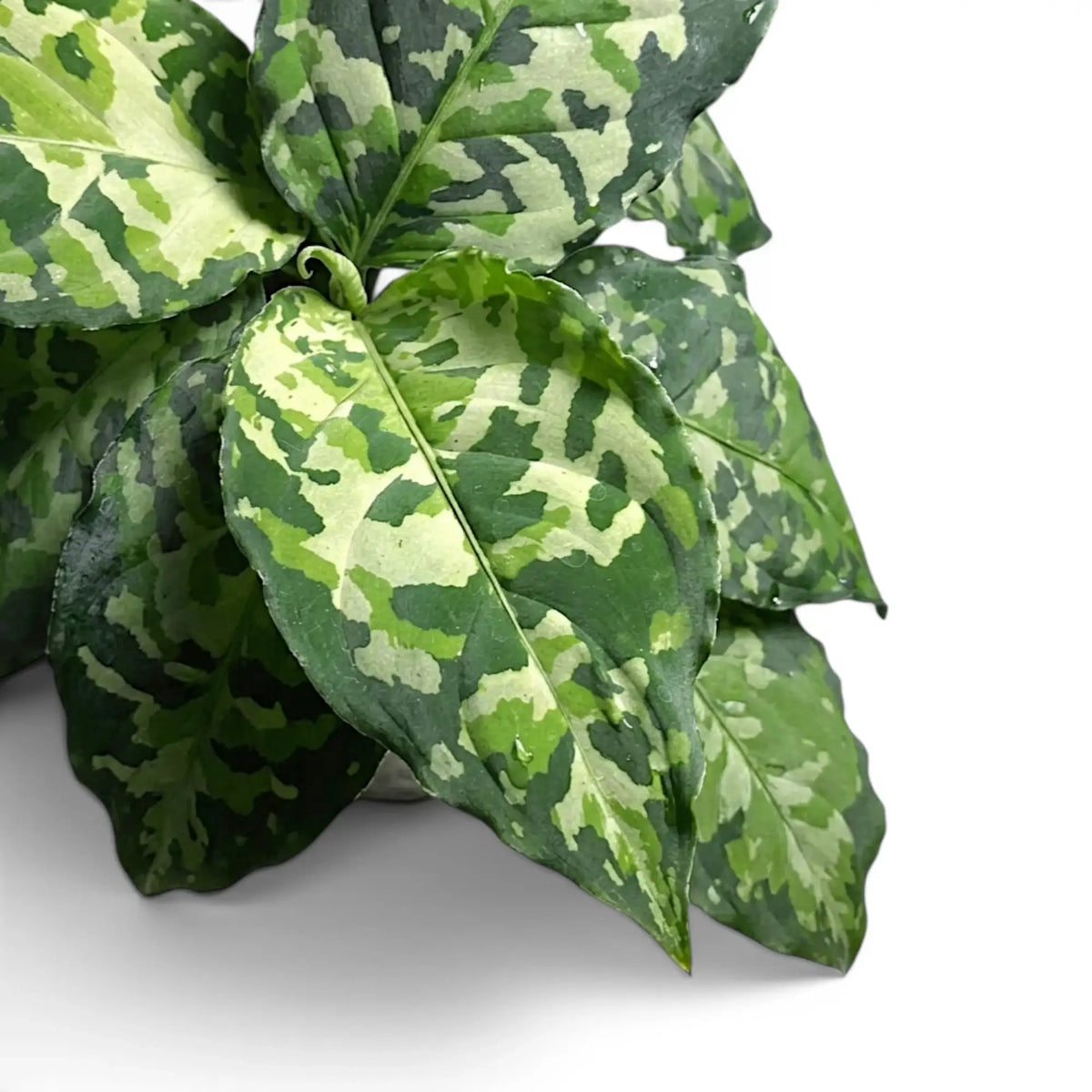 Close-up of Aglaonema pictum 'Tricolor' leaves.