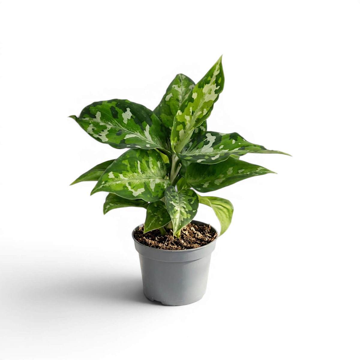 Aglaonema pictum 'Tricolor' plant in a nursery pot.
