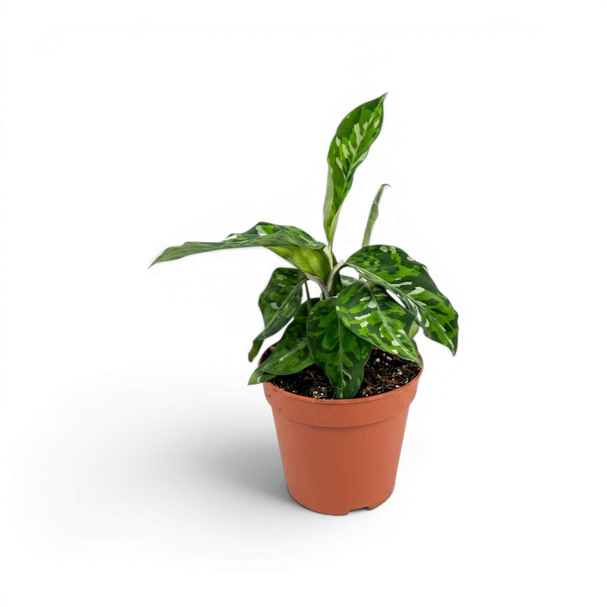 Aglaonema pictum 'Tricolor' plant in a nursery pot.