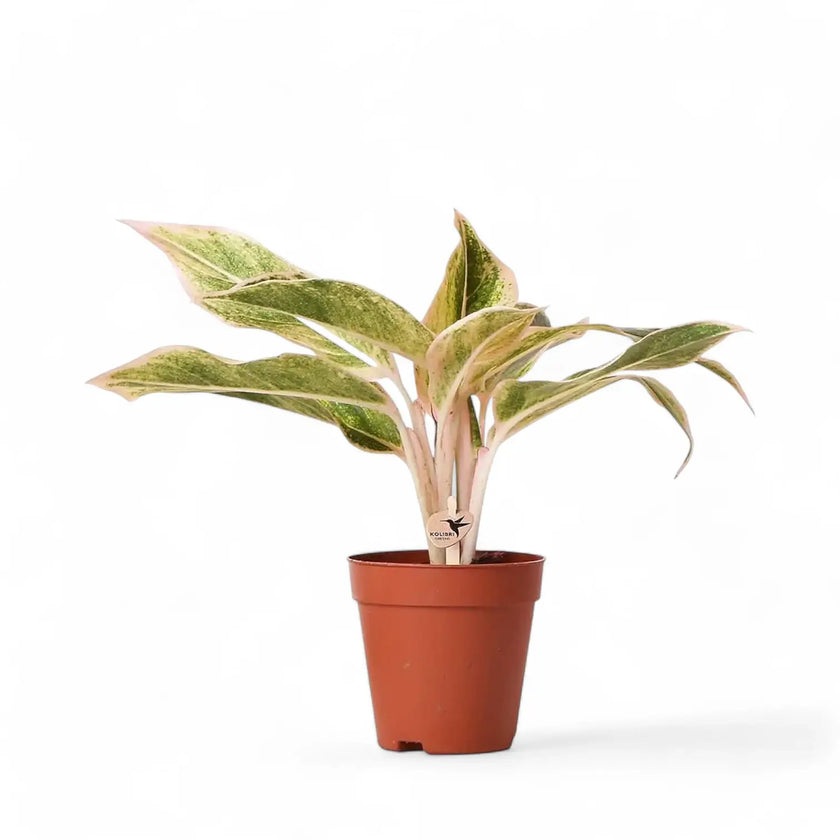 Aglaonema 'Pink Aurora' aka 'Lipstick Pink' Zimmerpflanze im Anzuchttopf vor weißem Hintergrund, Produktfoto 2.