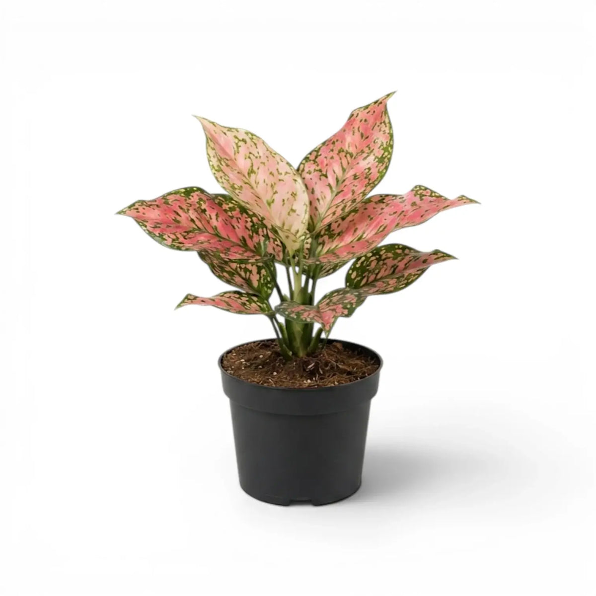 Aglaonema ‘Pink Leopard’ with broad blush-pink leaves and green spotting in a grey nursery pot.