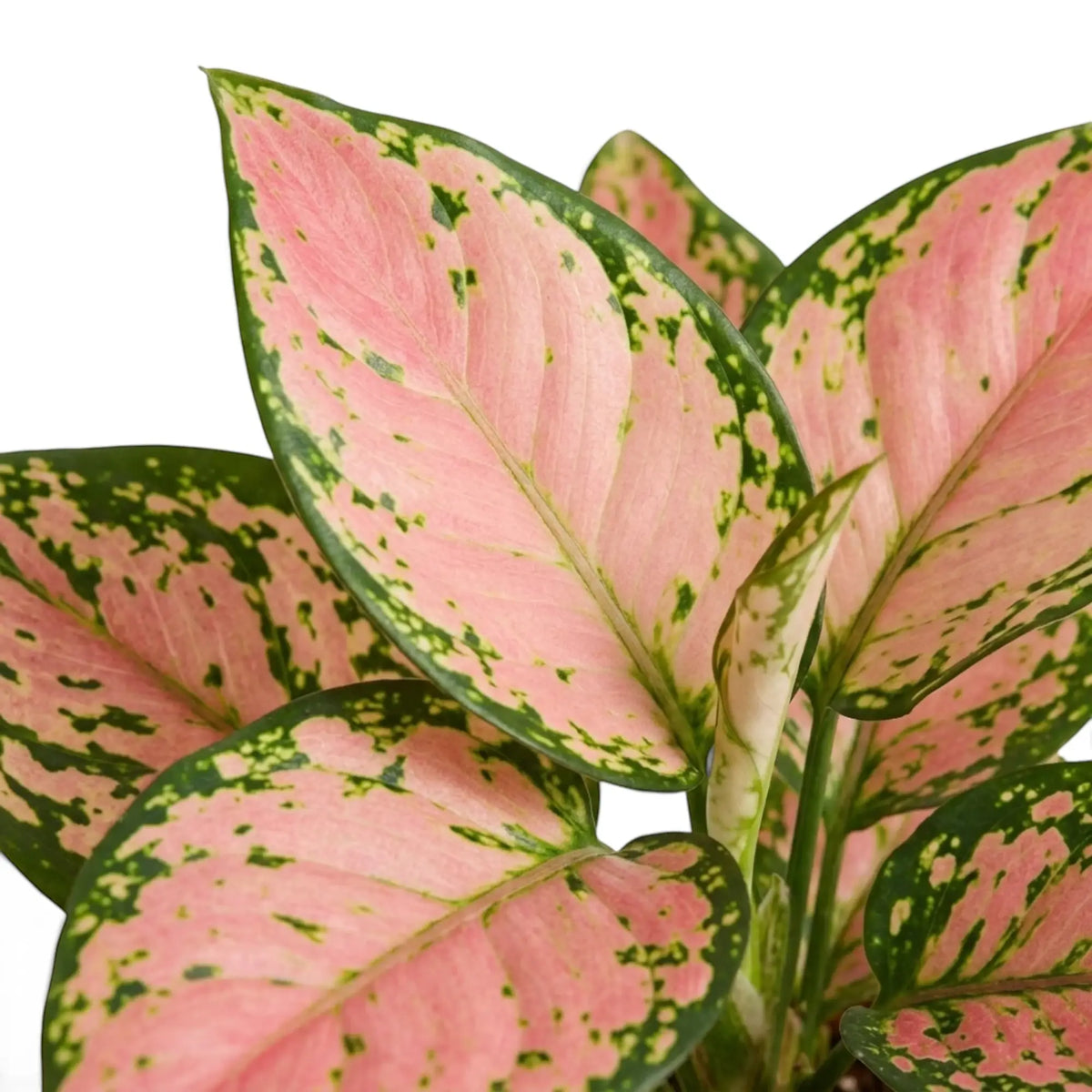 Nahaufnahme eines Blattes von Aglaonema ‘Pink Princess’ mit lachsrosa Mitte, grünen Sprenkeln und dunkelgrünem Rand