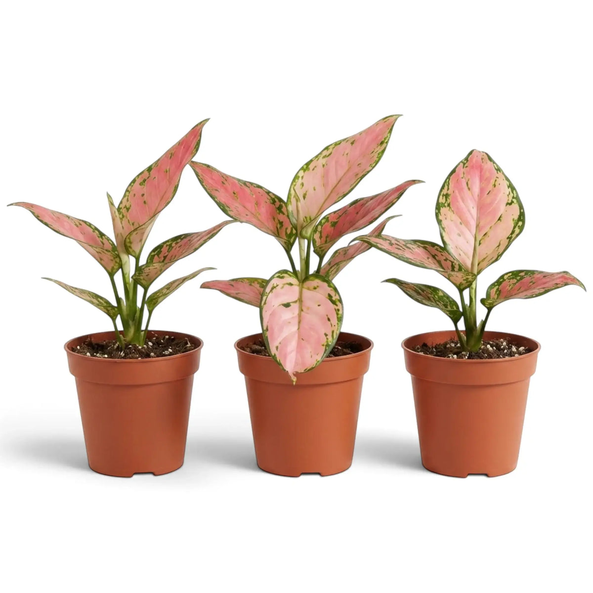 Aglaonema ‘Pink Princess’ im Kulturtopf mit breiten lachsrosa Blättern und dunkelgrünen Rändern