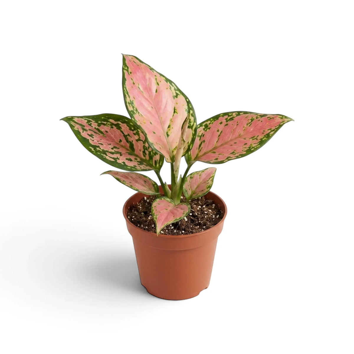 Aglaonema ‘Pink Princess’ im Kulturtopf mit breiten rosa Blättern und hellen, cremefarbenen Blattstielen