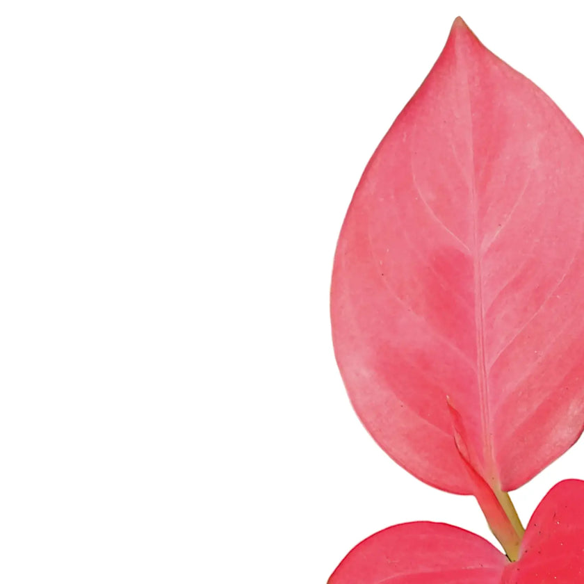 Aglaonema 'Pink Star' leaf close-up on white background.