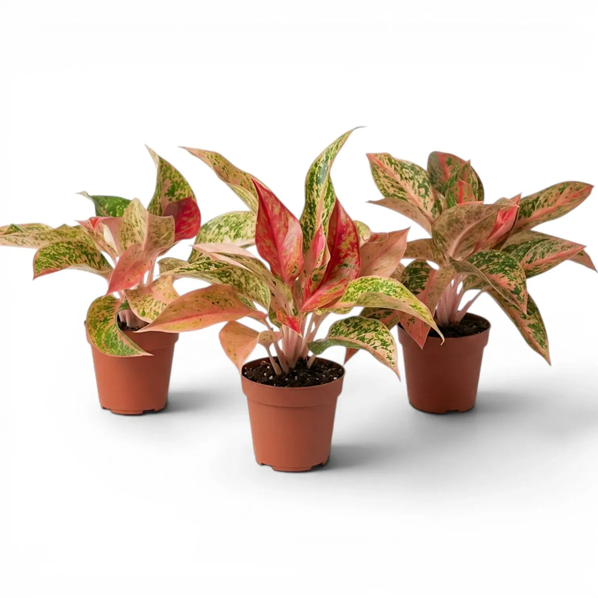 Aglaonema 'Prosperity' plant in a nursery pot.