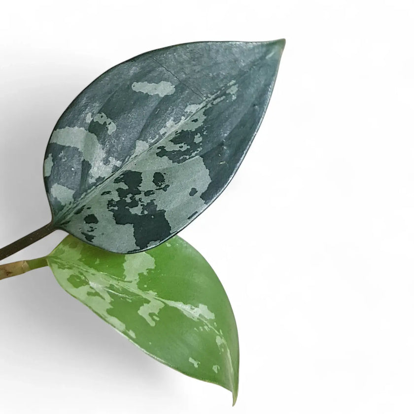 Aglaonema pumilum potted plant in nursery pot on white background.