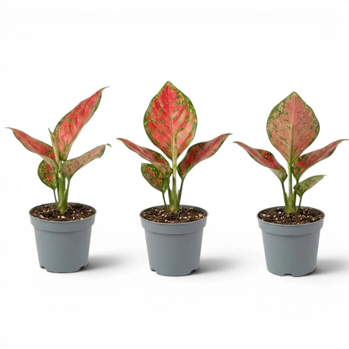 Three small Aglaonema 'Red Valentine' baby plants with red and green leaves in nursery pots on a white background