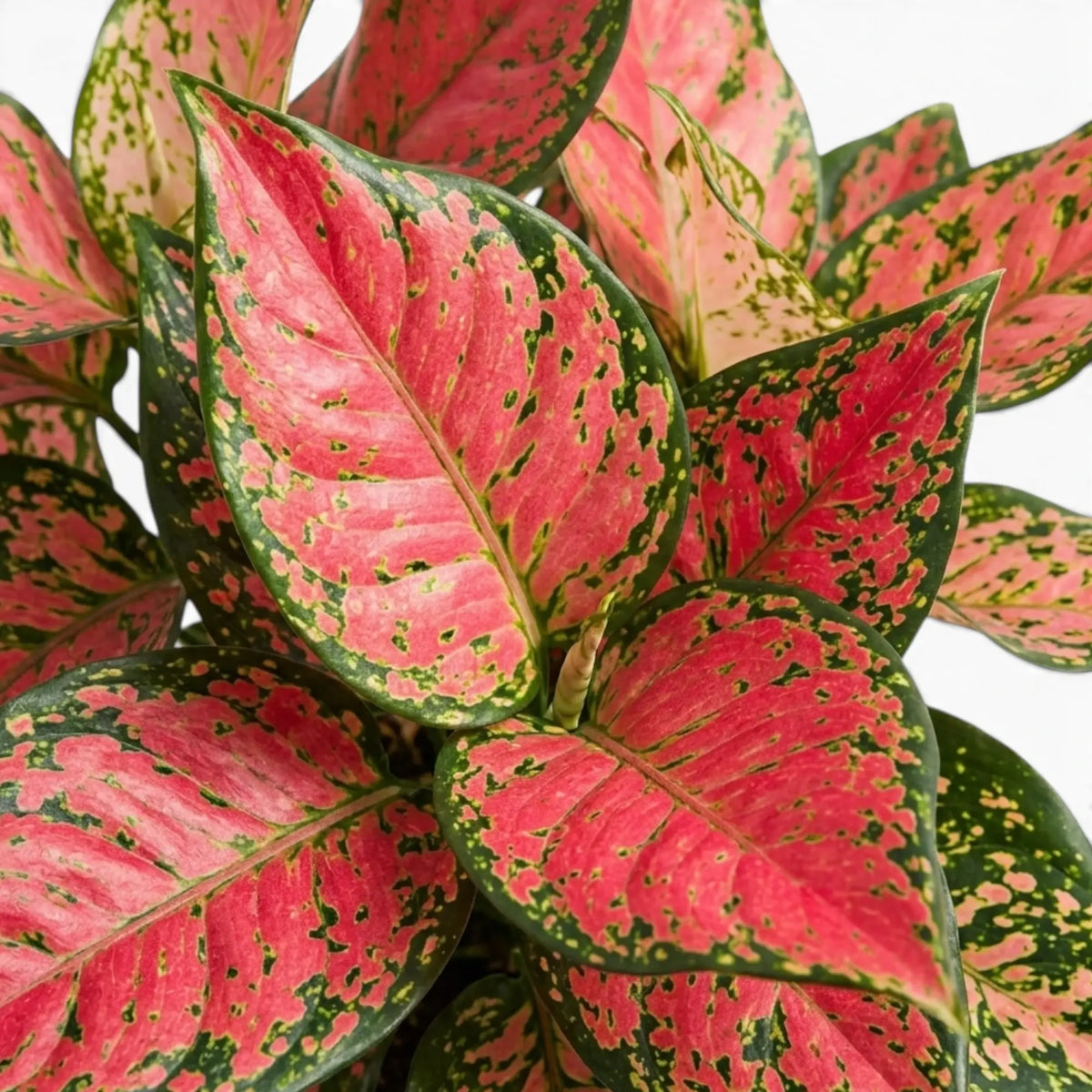 Close-up of pink and green foliage of Aglaonema 'Red Valentine' on a white background