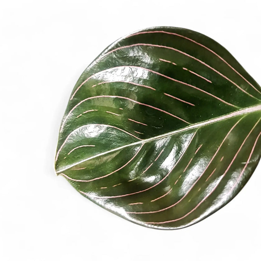 Aglaonema rotundum potted plant in nursery pot on white background.