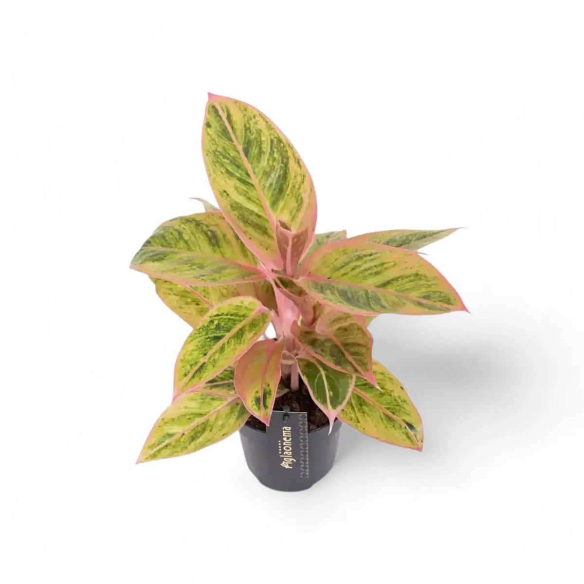 Aglaonema 'Salmon Fantasy' potted plant in nursery pot on white background.