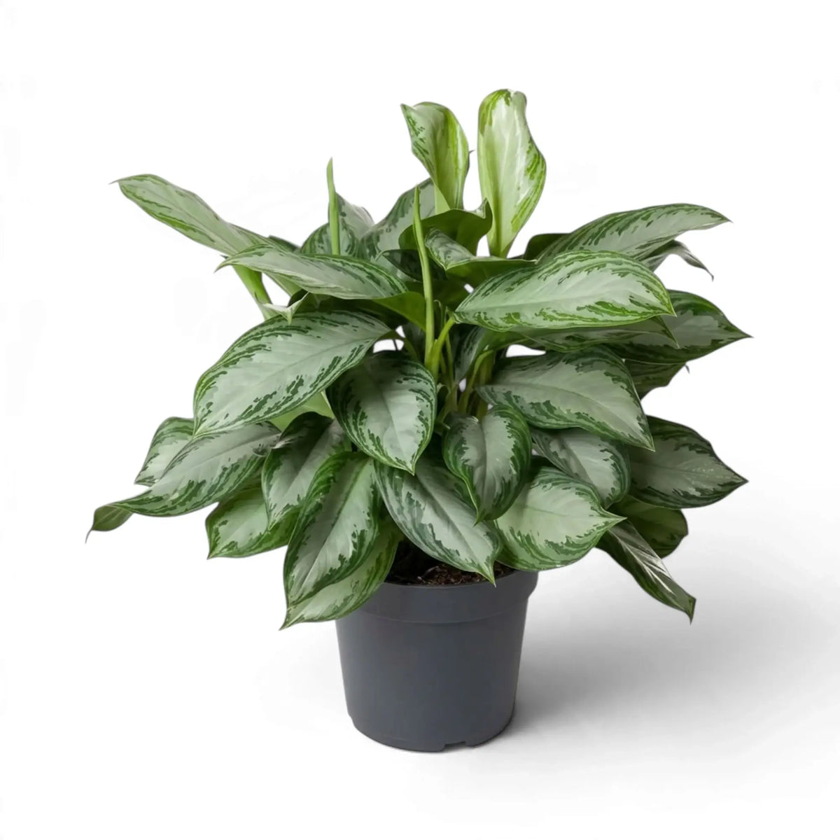 Dense Aglaonema 'Silver Bay' in a black pot, showing overlapping silvery leaves edged in green