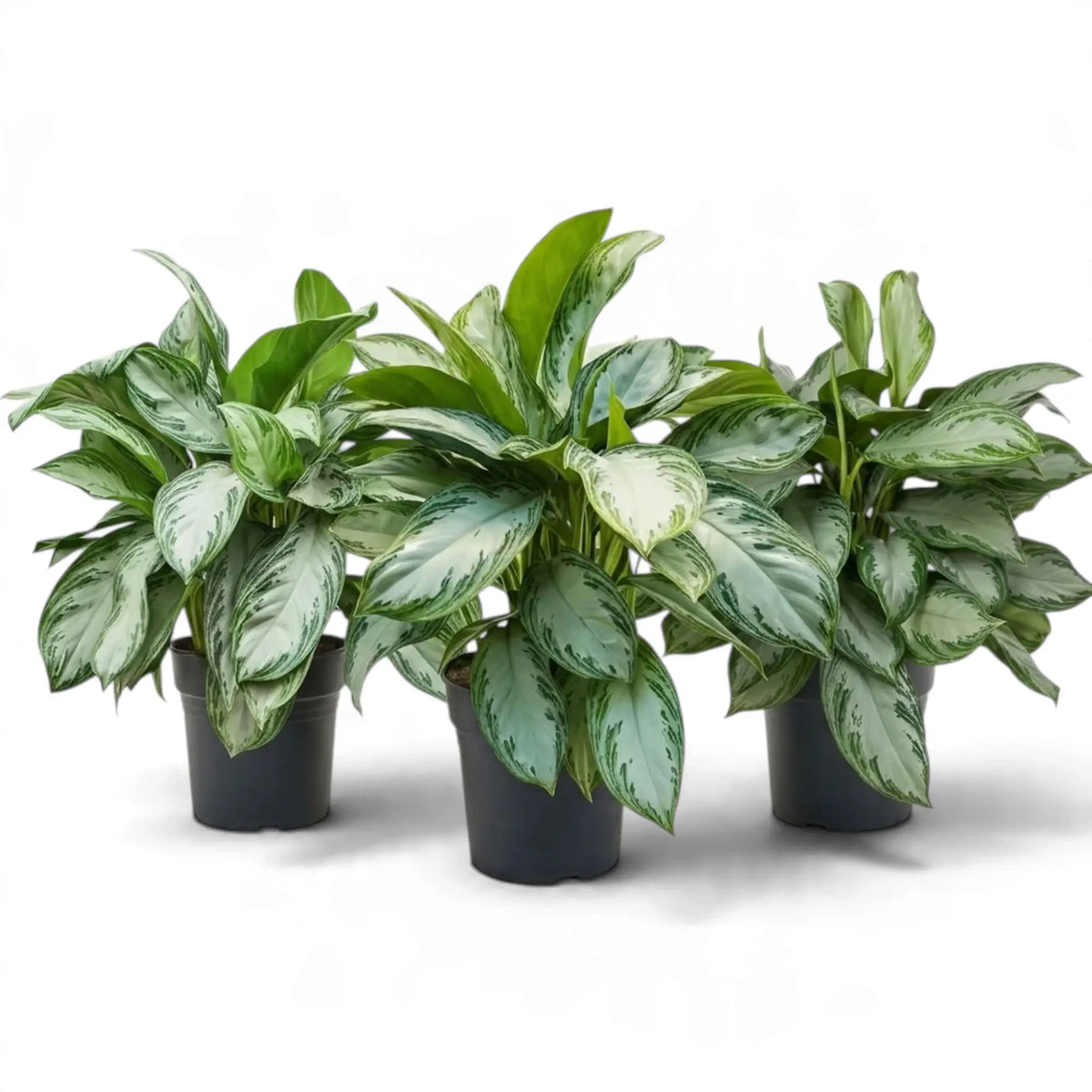 Three large Aglaonema 'Silver Bay' plants in black nursery pots, seen side by side