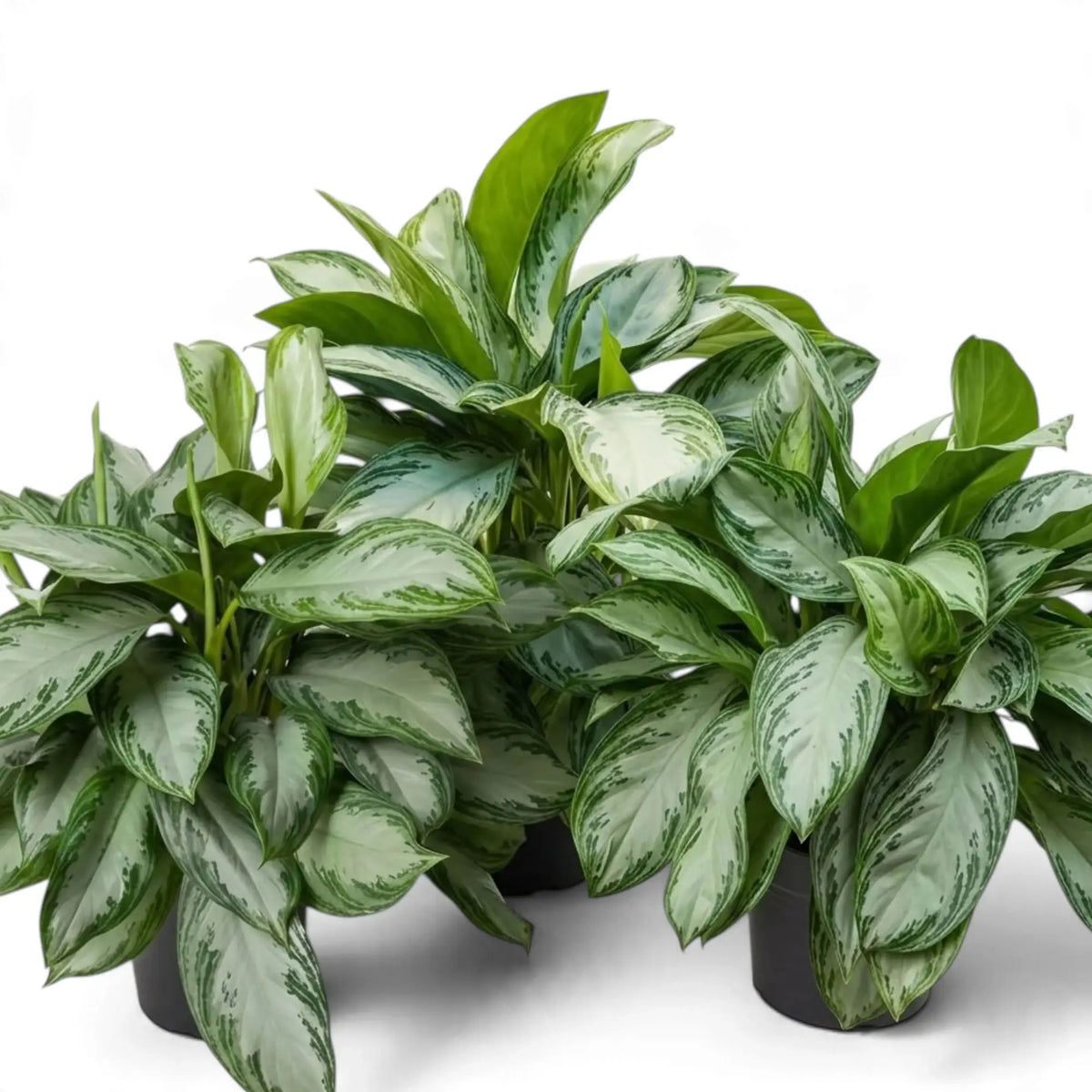 Two full Aglaonema 'Silver Bay' plants with broad silver-mottled leaves in dark pots