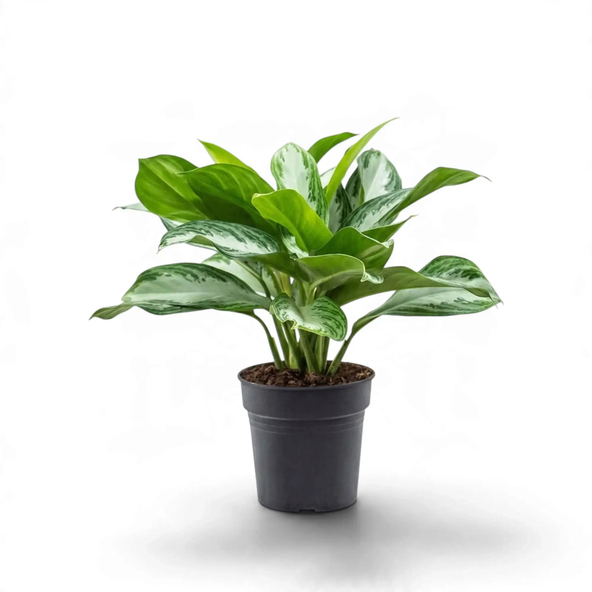 Aglaonema 'Silver Bay' in a black pot with bright green new leaves and silver-patterned older foliage