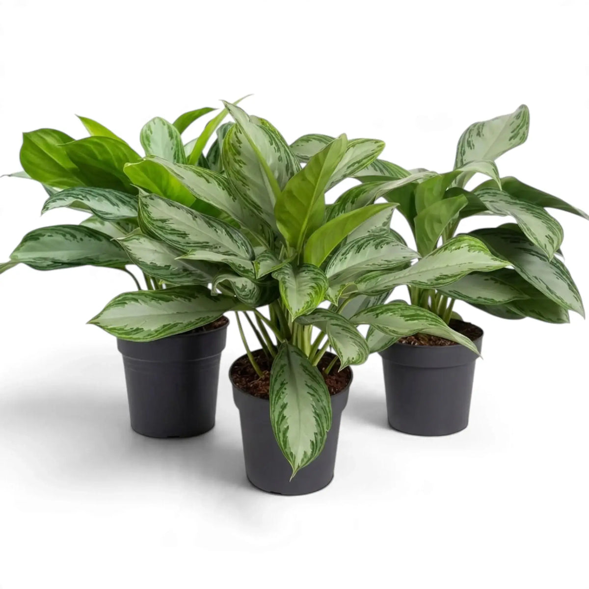 Three potted Aglaonema 'Silver Bay' plants arranged together with broad silver-green leaves