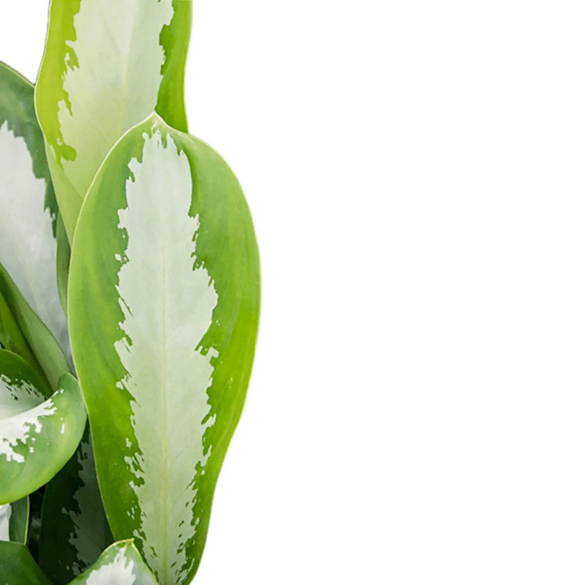 Aglaonema 'Silver Moon' close-up of leaf on white background.