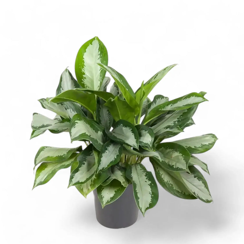 Aglaonema 'Silver Moon' potted plant in nursery pot on white background.