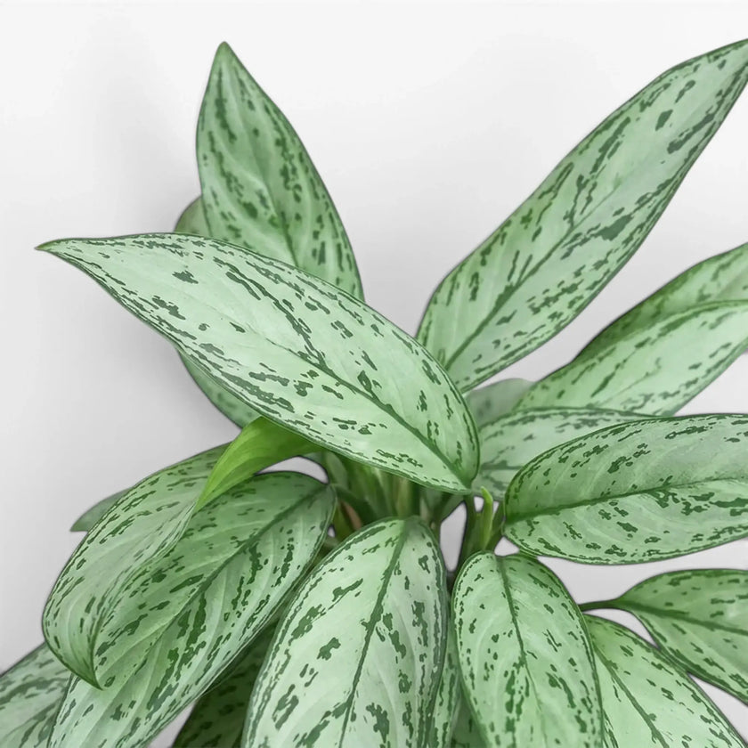 Close-up of Aglaonema 'Silver Queen' leaves.