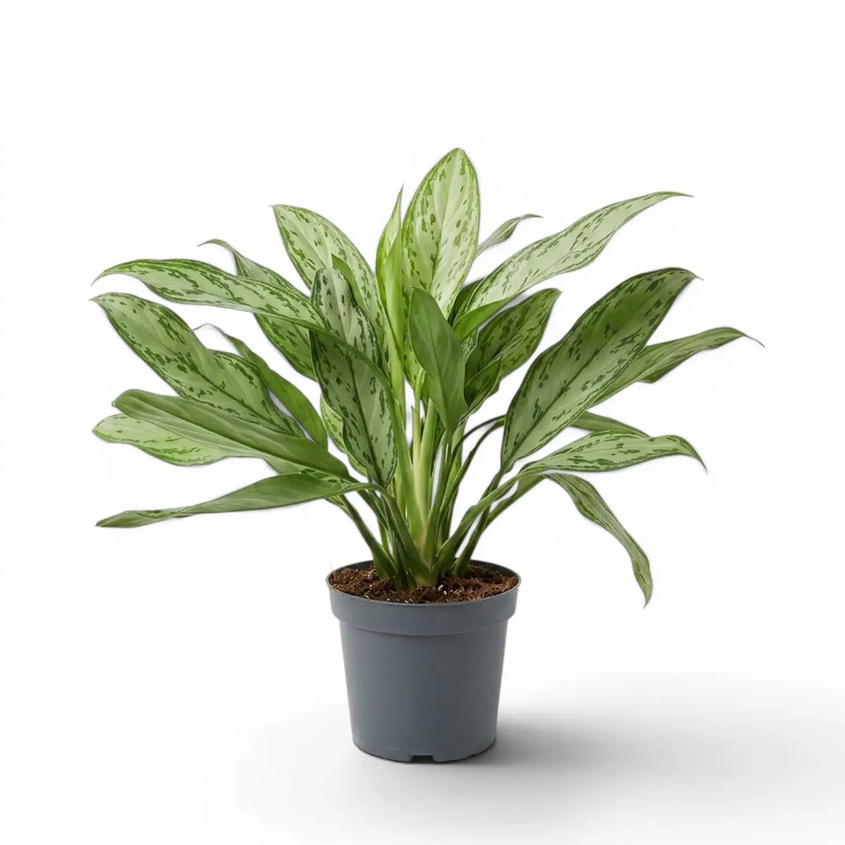 Aglaonema 'Silver Queen' im Kulturtopf.
