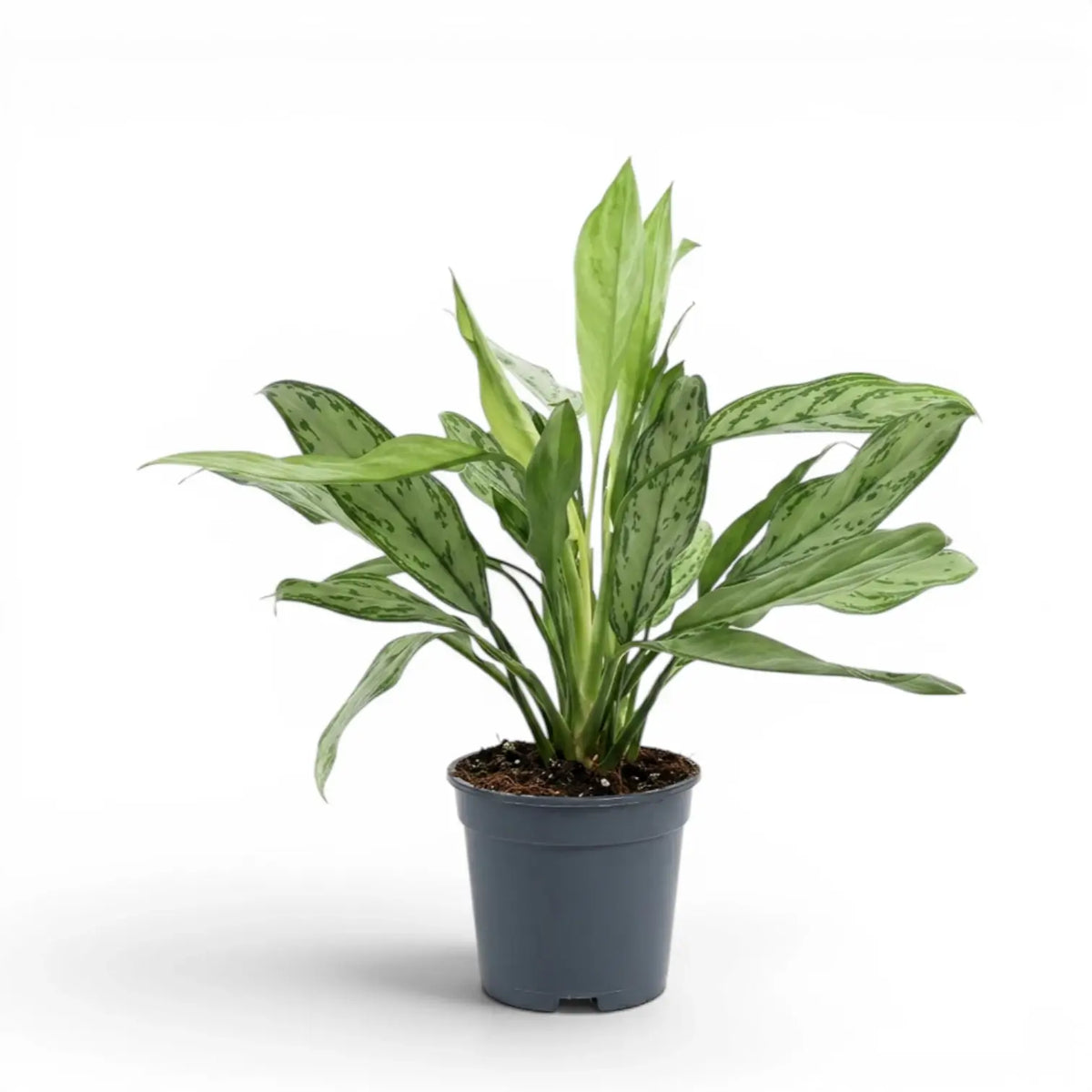 Aglaonema 'Silver Queen' im Kulturtopf.
