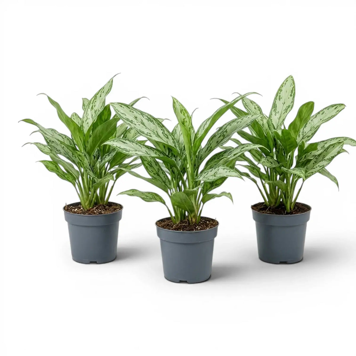 Aglaonema 'Silver Queen' im Kulturtopf.