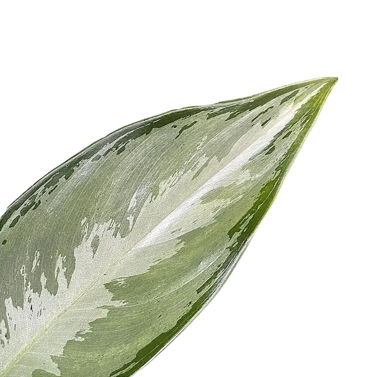 Aglaonema 'Silverado' – Blattdetail vor weißem Hintergrund..
