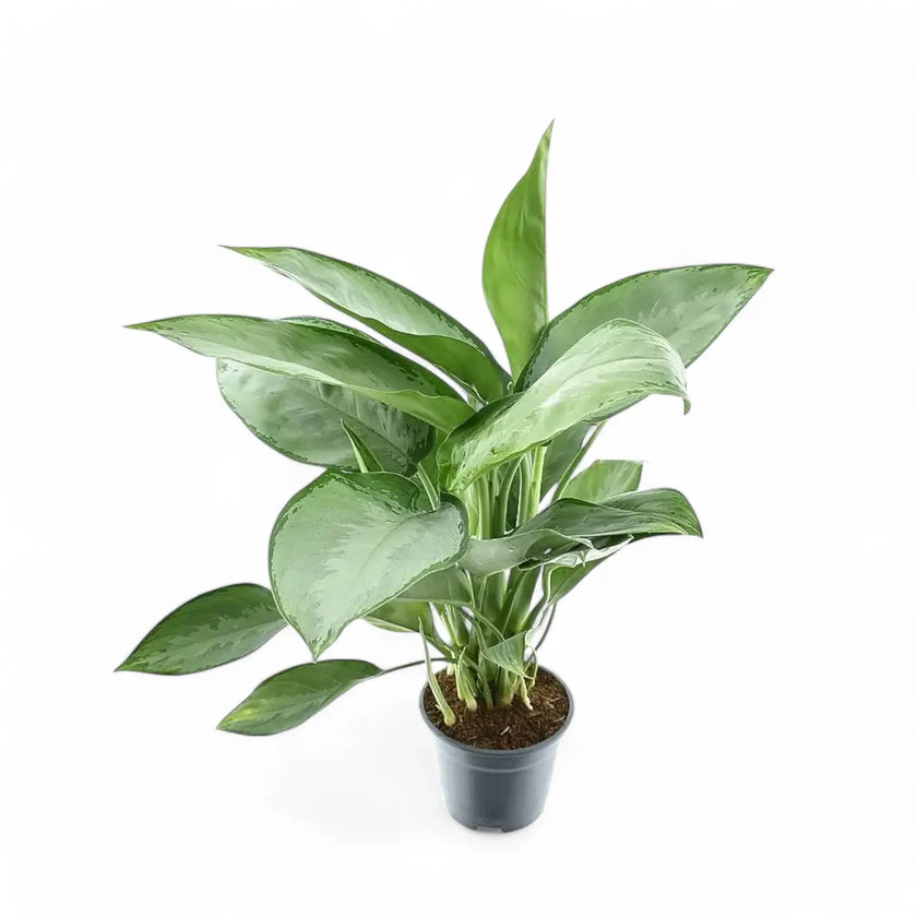 Aglaonema 'Silverado' potted plant in nursery pot on white background.