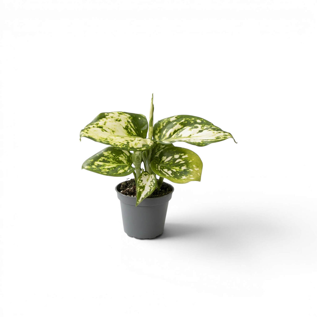 Aglaonema Snowflake baby plant with variegated leaves in a nursery pot on a white background