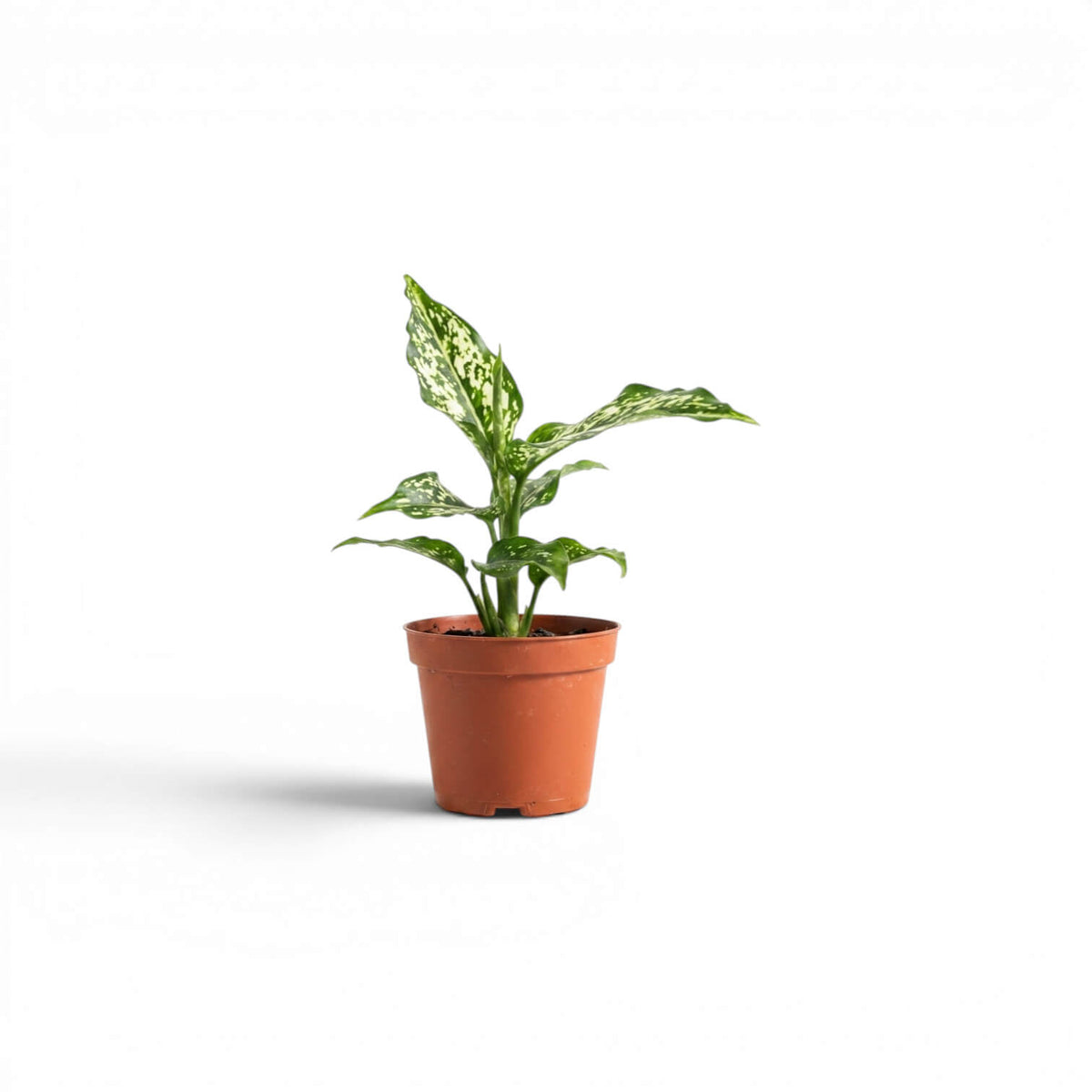 Aglaonema Snowflake baby plant with variegated leaves in a nursery pot on a white background
