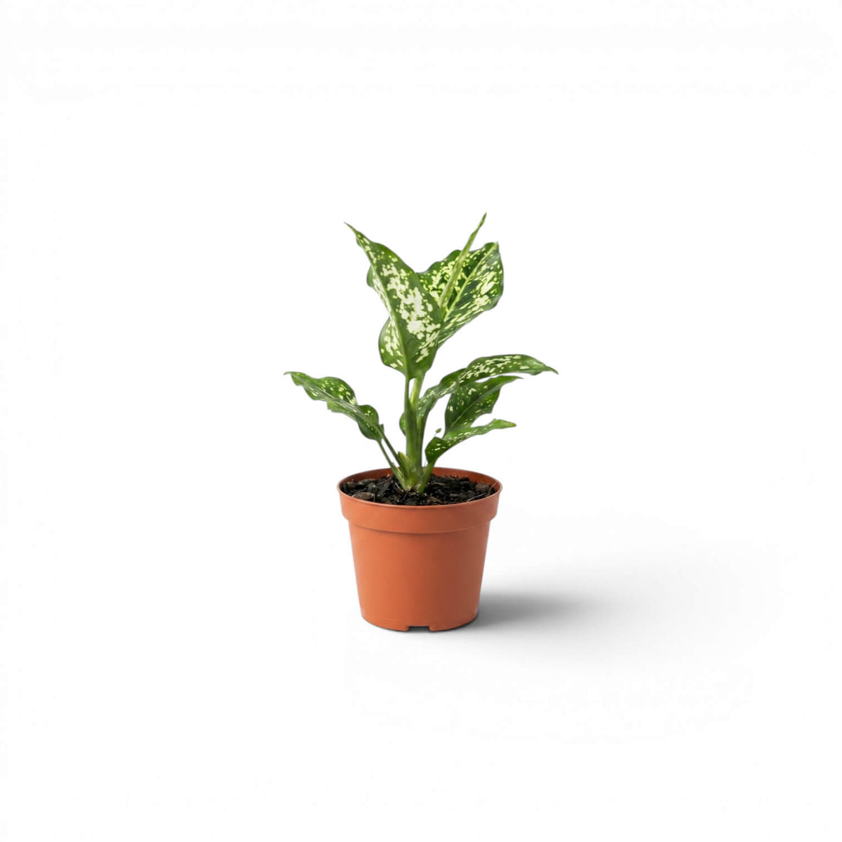 Aglaonema Snowflake baby plant with variegated leaves in a nursery pot on a white background