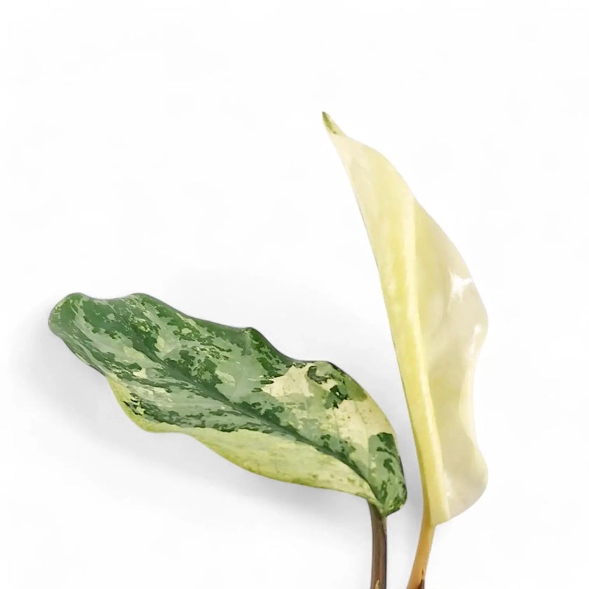 Aglaonema 'Spilt Milk' potted plant in nursery pot on white background.