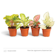 Aglaonema Statement Set: vier farbenfrohe Pflanzen mit gemusterten Blättern nebeneinander in Kulturtöpfen