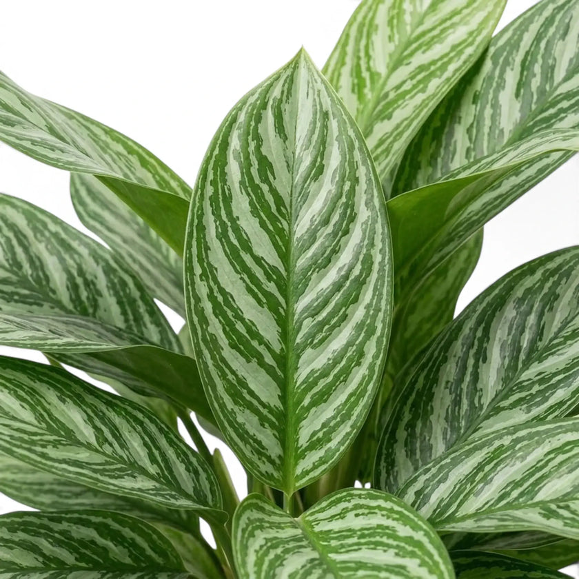 Aglaonema 'Stripes' leaves showing green and silver-green striping