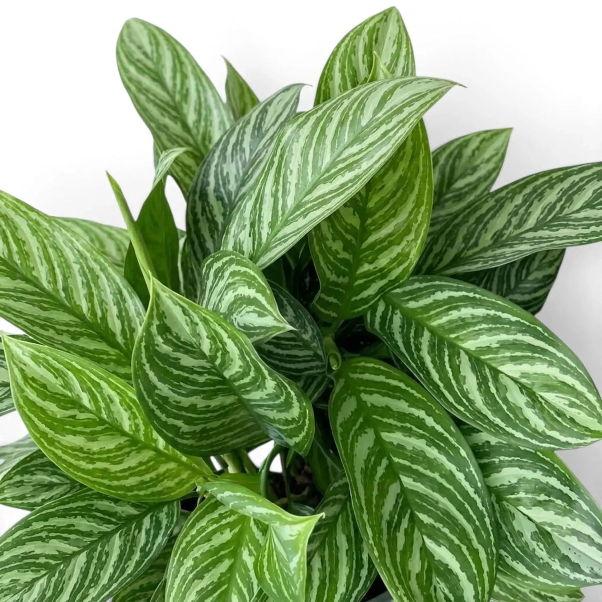 Aglaonema 'Stripes' foliage with broad green leaves and pale bands along the side veins