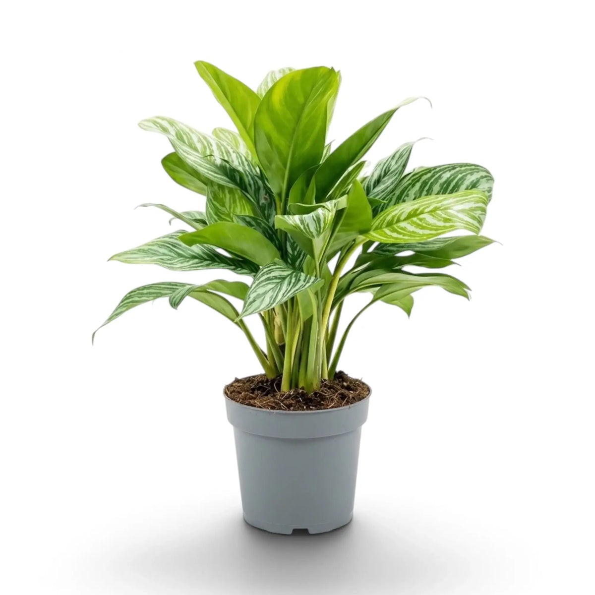 Large potted Aglaonema 'Stripes' with broad green leaves and pale silver-green striping
