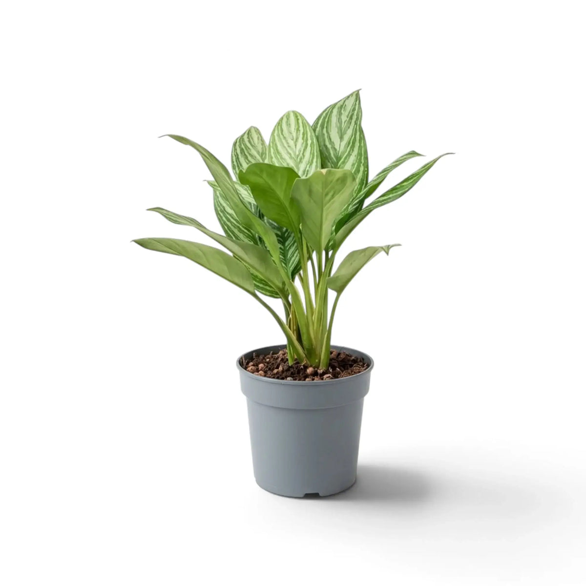 Medium Aglaonema 'Stripes' with broad green leaves marked by pale silver-green bands