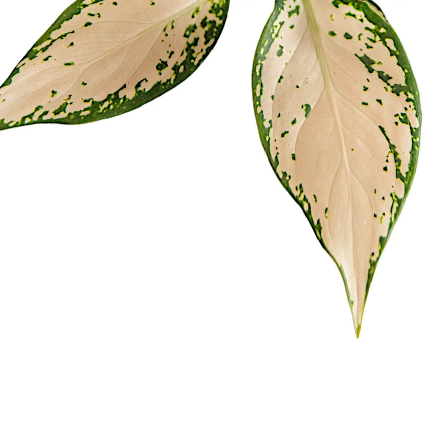 Nahaufnahme eines Blatts von Aglaonema 'Vanilla Baby' vor weißem Hintergrund.
