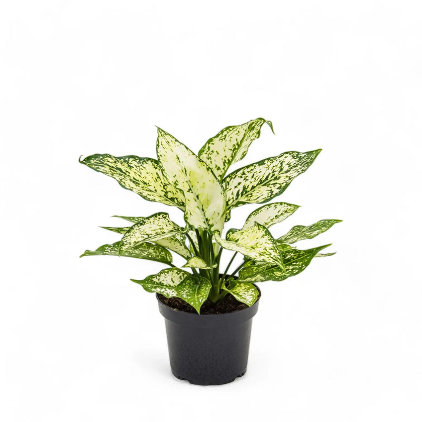 Aglaonema 'White Kiwi' potted plant in nursery pot on white background.