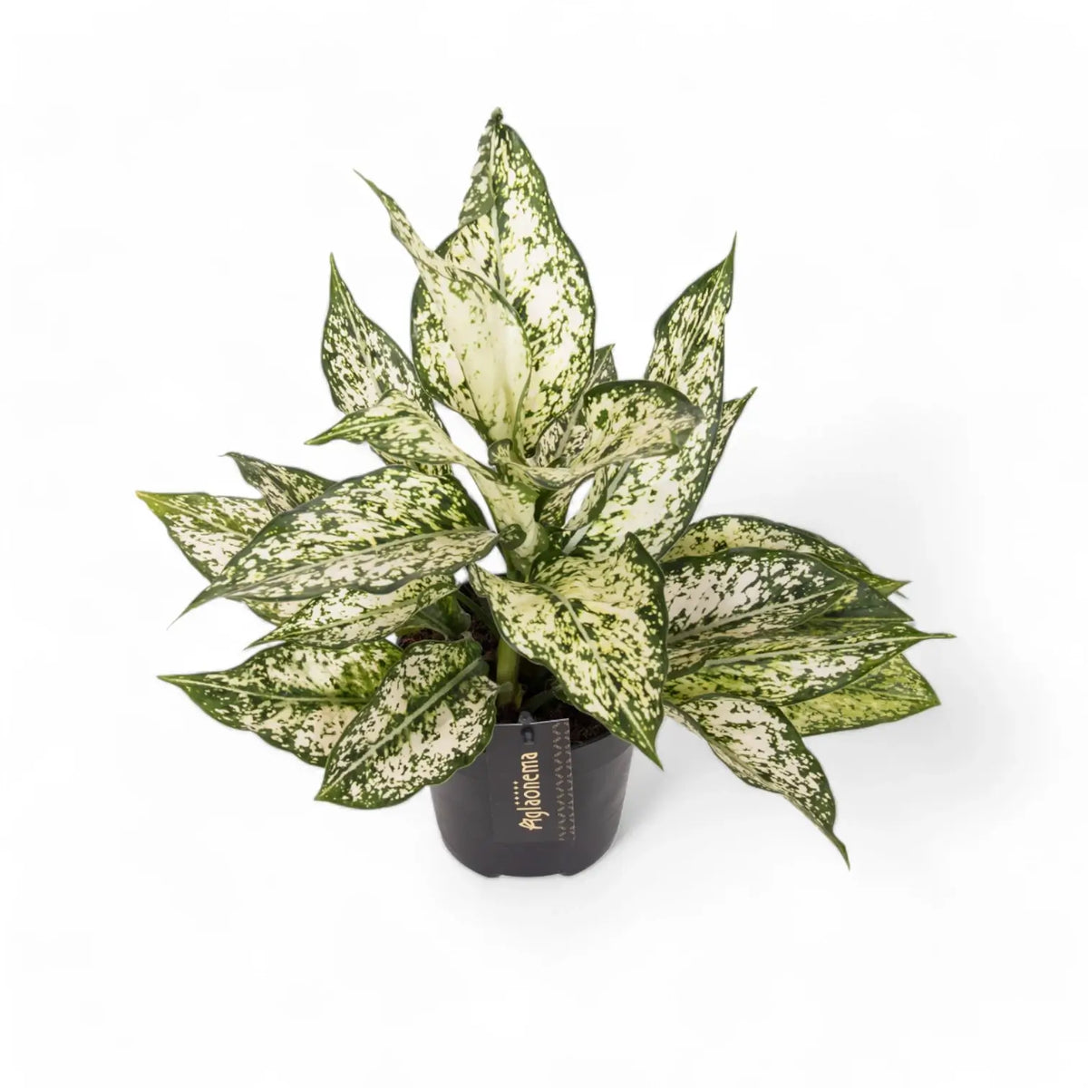 Aglaonema 'White Kiwi' potted plant in nursery pot on white background.