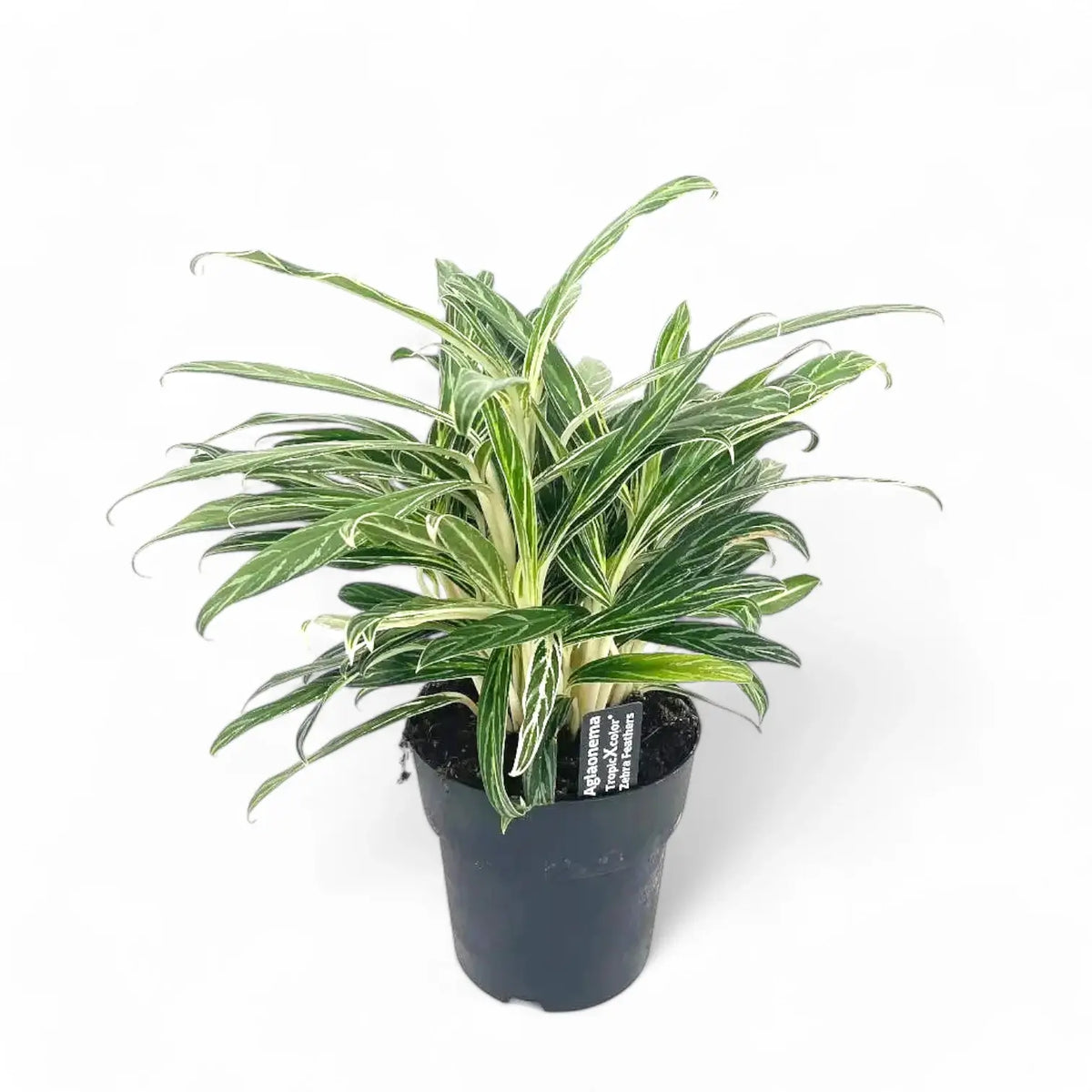 Aglaonema 'Zebra Feathers' potted plant in nursery pot on white background.