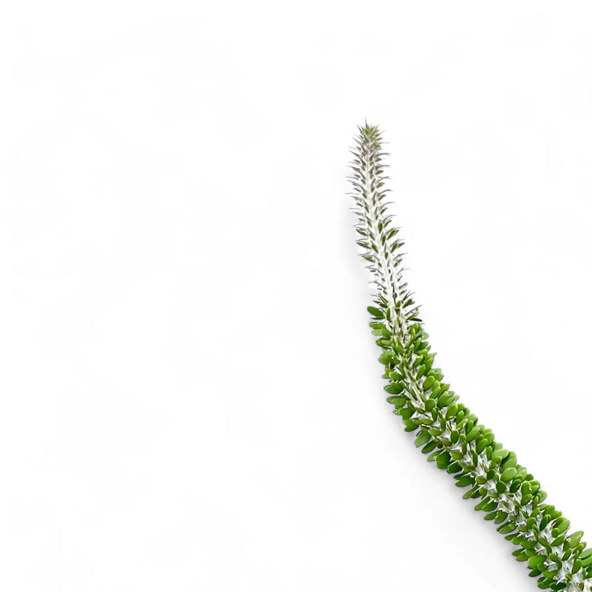 Alluaudia procera – Blattdetail vor weißem Hintergrund..