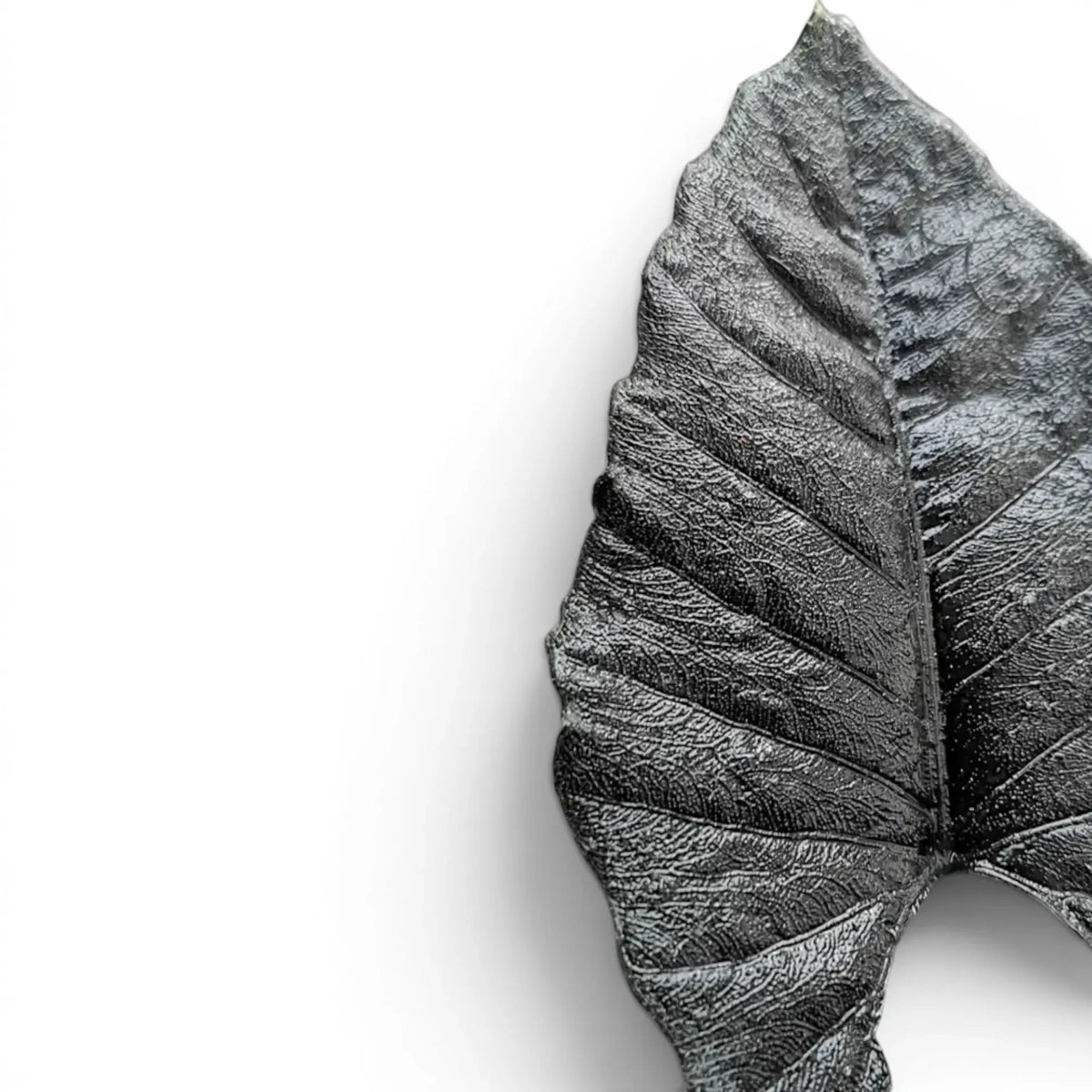 Nahaufnahme eines Blatts von Alocasia Antoto Velvet mit fast schwarzer Färbung und strukturierter Oberfläche vor weißem Hintergrund