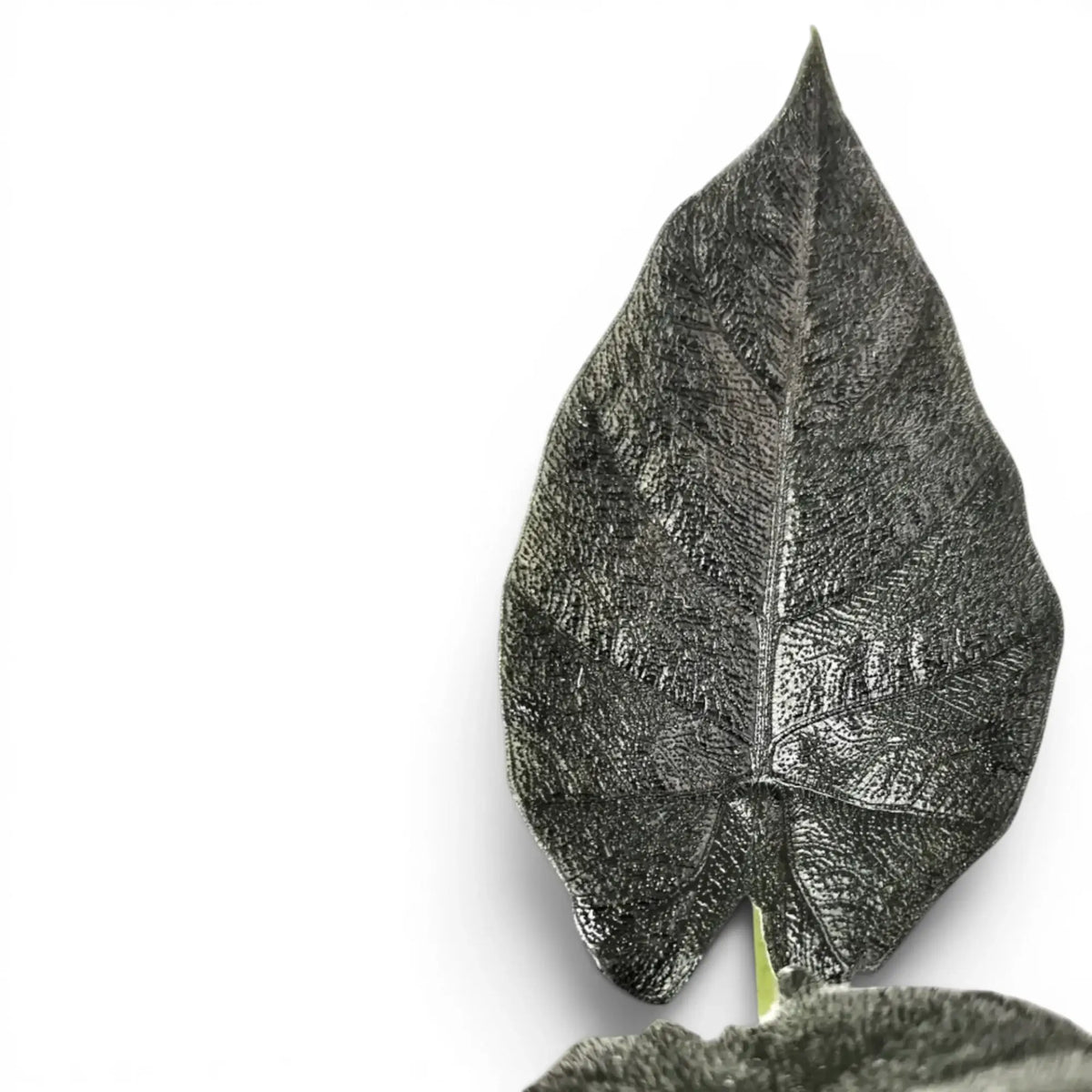 Nahaufnahme eines Blatts von Alocasia Antoto Velvet mit fast schwarzer Färbung und fein behaarter Oberfläche vor weißem Hintergrund